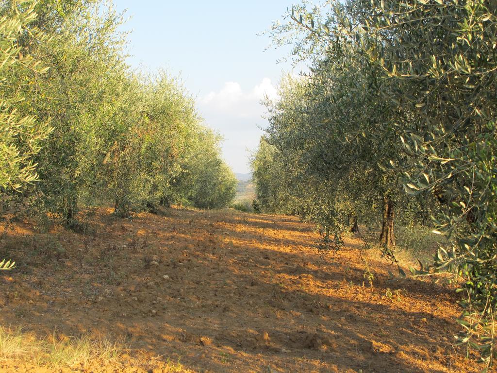 Agriturismo Il Colombaiolo Villa Pienza Exterior foto